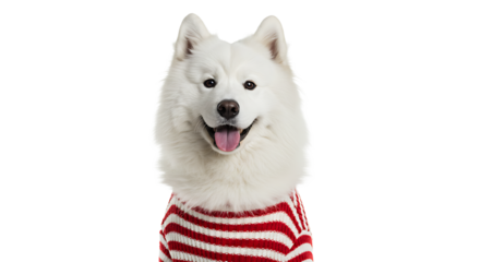 A fluffy white dog in a striped sweater 