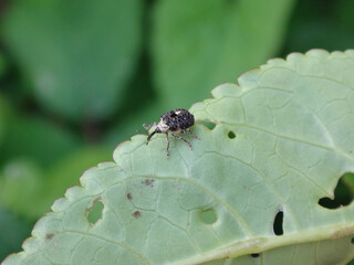 Figwort weevil (Cionus scrophulariae) walking on the underside of a feaf with some chewed out holes