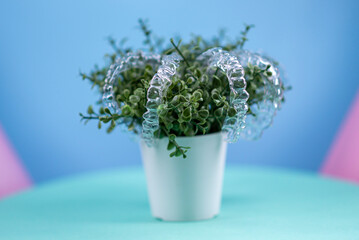 Removable transparent aligners for dental correction hang on the plant. Invisalign braces, dental care and orthodontics
