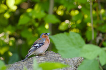 chaffinch perching on a stone close-up