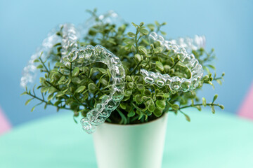 Removable transparent aligners for dental correction hang on the plant. Invisalign braces, dental care and orthodontics