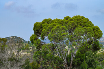 L'eucalyptus