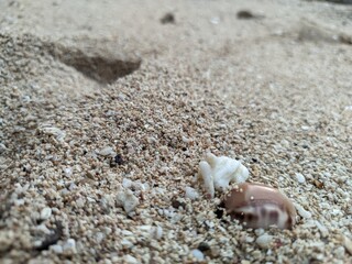 shell on the beach