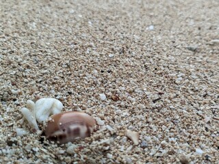 shell on the beach