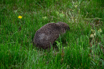 hedgehog in grass