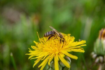 bee on a dandelion