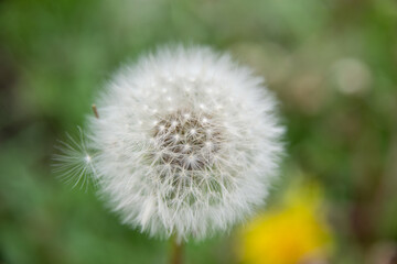 dandelion on green background