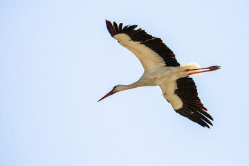 White stork