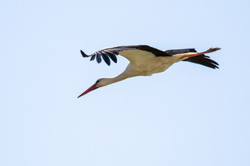 White stork