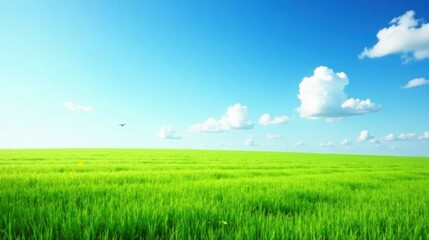 Obraz premium Serene Vista of a Vast Expanse of Lush Green Meadow Under a Bright Blue Sky with Fluffy White Clouds and a Single Bird in Flight