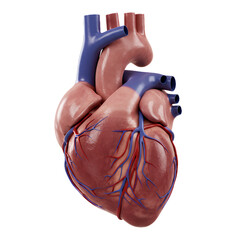 Detailed 3D Render of a Human Heart Anatomy: Vessels, Chambers, and Valves Visualized