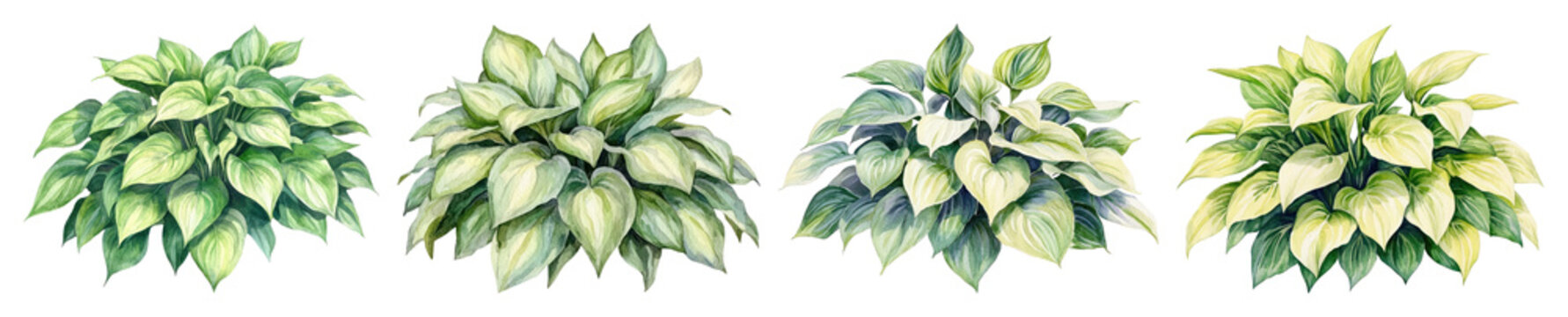 Fototapeta PNG Lush watercolor hosta plant illustrations, element set on transparent background