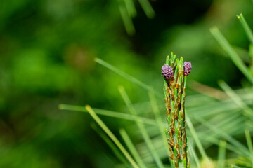 Close-up of beautiful miniature purple pine cones on long shoots Pinus densiflora Umbraculifera in spring garden. Nature concept for design. Selective focus