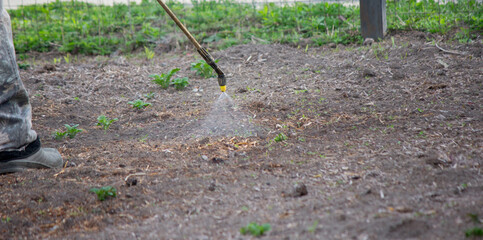 sprinkles weeds on potatoes. Weed control. Selective focus
