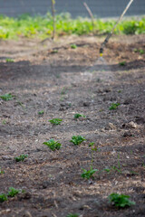 sprinkles weeds on potatoes. Weed control. Selective focus