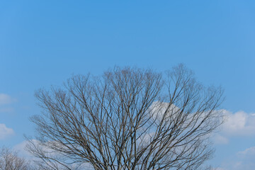 冬空に広がる落葉樹の枝と青空のコントラスト