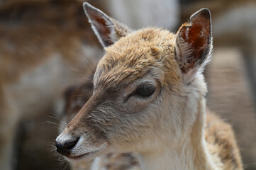 Portrait serré d'un faon