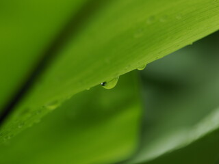 緑の葉につく雫