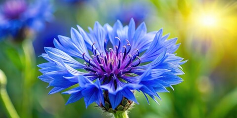 Blue Cornflower in Garden, purple petals, garden,  purple petals, garden