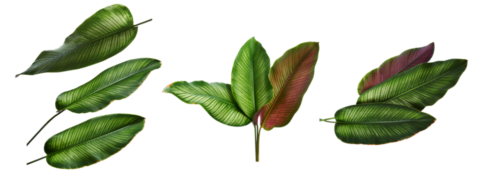 Set PNG of calathea ornata leaves illustration on transparent background