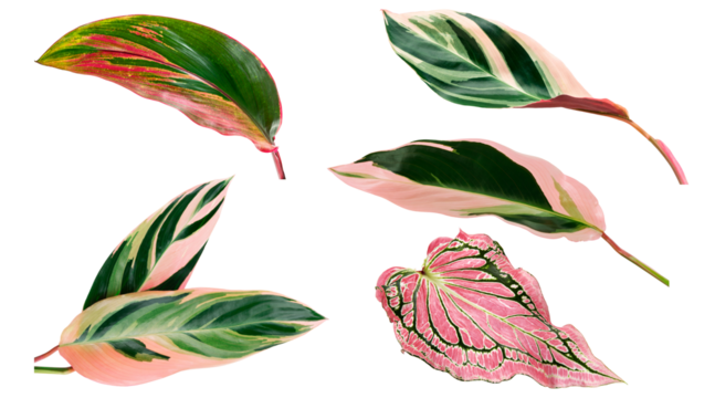 Set PNG of exotic leaves, isolated on white background