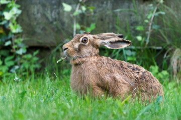 European Brown hare aka Lepus europaeus is eating grass and dandelion.