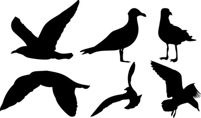 seagulls silhouette, vector