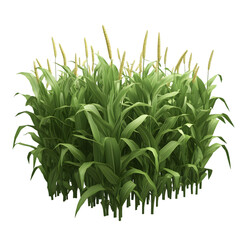 Close-up view of a dense cluster of tall green plants with light beige seed heads. The plants appear healthy and vibrant.
