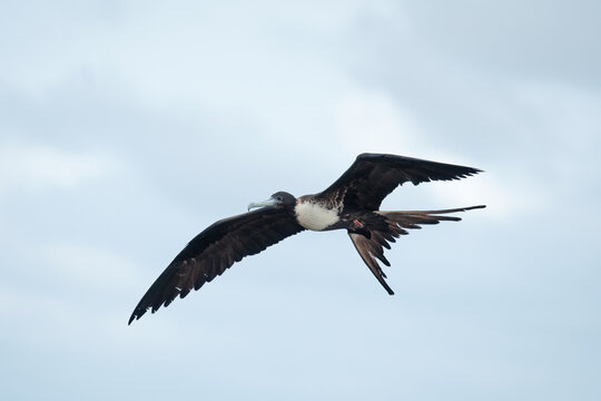 Frigatebirds are seabirds found in all tropical and subtropical oceans and classified in the monotypic family Frigatebirds.