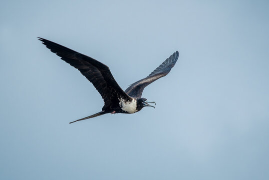 Frigatebirds are seabirds found in all tropical and subtropical oceans and classified in the monotypic family Frigatebirds.