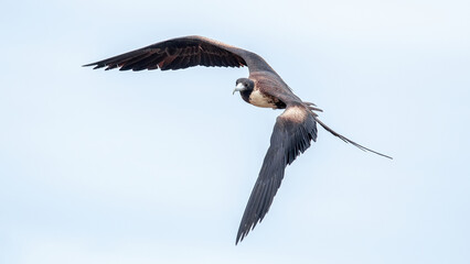 Frigatebirds are seabirds found in all tropical and subtropical oceans and classified in the...