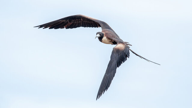 Frigatebirds are seabirds found in all tropical and subtropical oceans and classified in the monotypic family Frigatebirds.