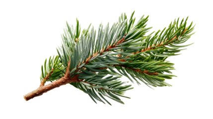 A set of detailed spruce tree branches freshly trimmed with clean edges, isolated on a transparent background