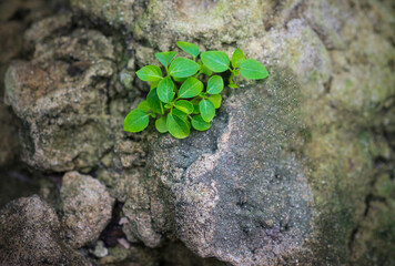 Little plant growing on the rock with natural background, selective focus.
