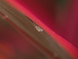 赤い葉についている雫