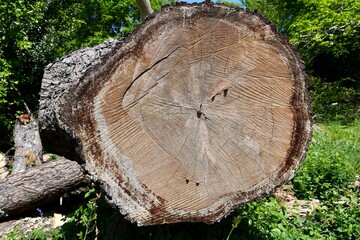 A large cut log on its side in a wooded area of Devon, England.