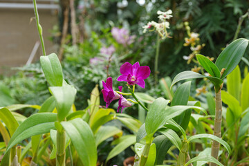 Bright purple Dendrobium bigibbum orchid flower blooming in garden or greenhouse on green plants background. Gardening hobby, plant breeding and cultivation