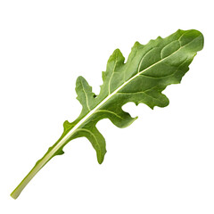 Arugula leaf isolated on a transparent background