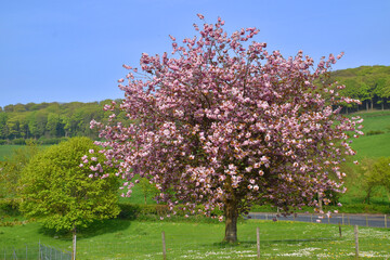 Japanese Cherry in Spring Yorkshire England