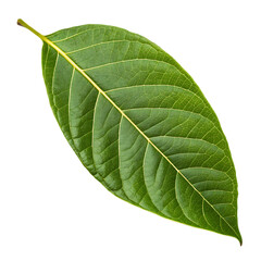 Obraz premium Bael leaf isolated on a transparent background