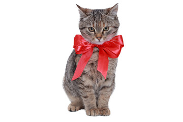 Tabby kitten with shiny red bow sitting on transparent background. Cute pet image for holiday, gift design, or commercial use with isolated object. © Mariia