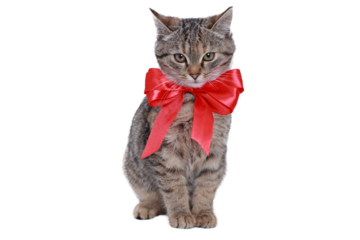 Tabby kitten with shiny red bow sitting on transparent background. Cute pet image for holiday, gift design, or commercial use with isolated object.