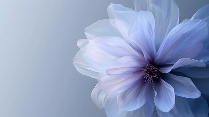 Obraz premium Soft Blue Gradient Flower Close-Up with Delicate Petals and Subtle Light Accents