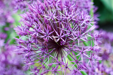 Close-up of vibrant blooming flowers, showcasing wealthy colors and delicate petal textures. Perfect nature background or floral design element for spring and summer themes.