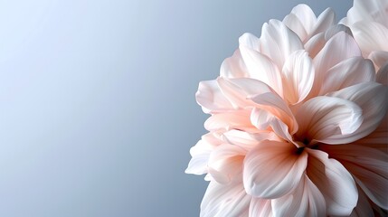 Fototapeta premium Delicate pastel flower petals creating a serene backdrop for beauty and elegance in design