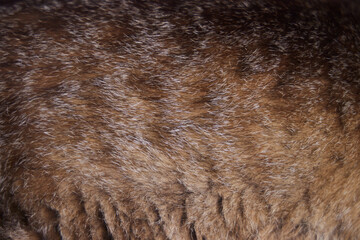 The texture of the animal's fur. Red and grey coat