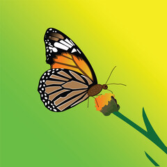 Art & Illustration