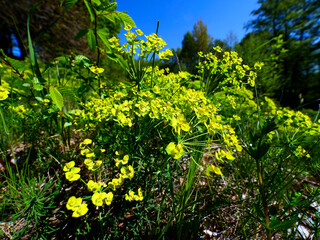 Nasłonecznione zbocze pokryte kwitnącym Wilczomleczem  sosnką (Euphorbia cyparissias L.)