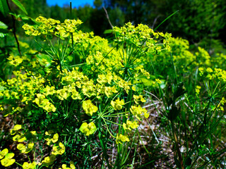 Nasłonecznione zbocze pokryte kwitnącym Wilczomleczem  sosnką (Euphorbia cyparissias L.)