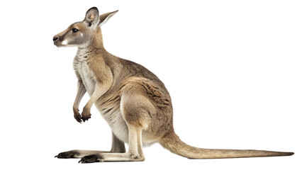 A kangaroo standing on the left side , Wild Australian Kangaroo isolated on transparent background Generative Ai PNG